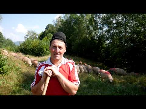 Promovarea Ciobanescului Romanesc Carpatin autentic