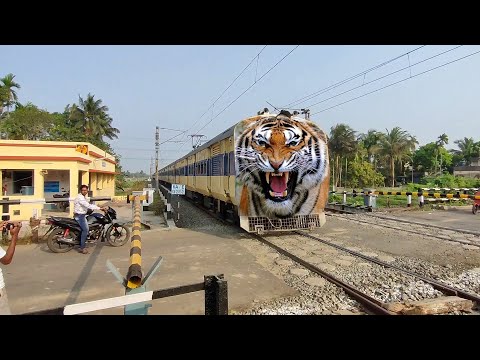 Furious Angry Tiger Speed : Jangipur Memu Passenger Dangerous Aggressive Passing Throughout Railgate