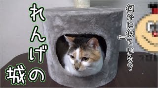 あまあま飼い主、また猫用品を買うノ巻。　三毛猫れんげ