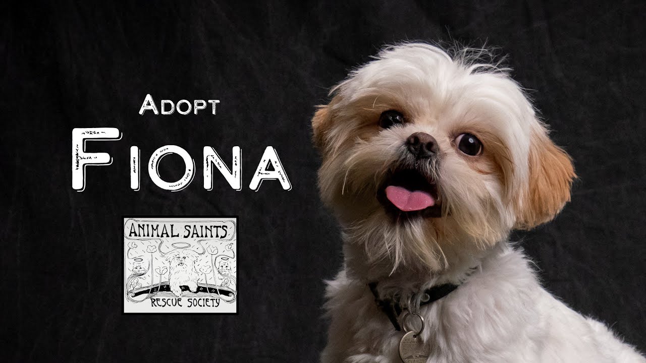 Enlarge Fiona, a Adoptable mixed breed in Fort Montgomery, NY video 6/6