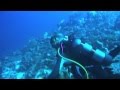 Sortie plongée sur le banc de l'Iris à Mayotte - 2013, Nautilus Plongée, Mayotte, Komoren, Mayotte