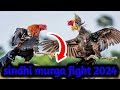 Aseel Murga Fight Sindhi Aseel Murga Fight Sindhi Sindhi Aseel Murga
