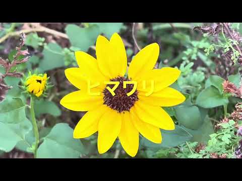 園芸 老人のひげ、クモユキノシタ、ストロニフェラスユキノシタ