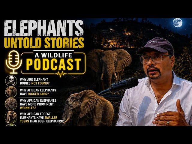 Wild Elephants Mystries ! Why Dead Elephants Are Rarely Seen in Jungles?  Vivek Awasthi Podcast ! SDDEFAULT Thumbnail