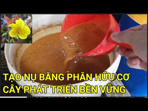 🔴 QBS22274 - BÓN PHÂN HỮU CƠ TẠO NỤ MAI VÀNG ĐT 0942456100 | CÁCH TẠO NỤ CHO CÂY MAI VÀNG MIỀN BẮC