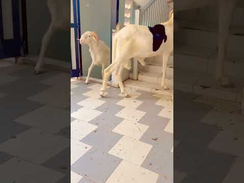 Abou gnibici na 🐑❤️ #elevage #mouton #insolite #animals #farming