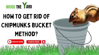 Know How To Get Rid Of Chipmunks Bucket Method With Easy Steps