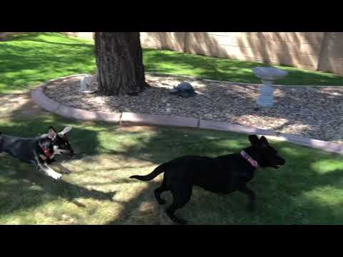 Rosie, an adopted Labrador Retriever & Pointer Mix in Phoenix, AZ_image-1