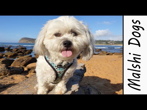 Malshi Dog (My EXPERIENCE With the Malshi Dog) Small Designer Breed [Maltese Shih Tzu mix] Dogs 101