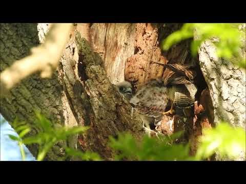 Kestrel chicks - Moss Valley 050621