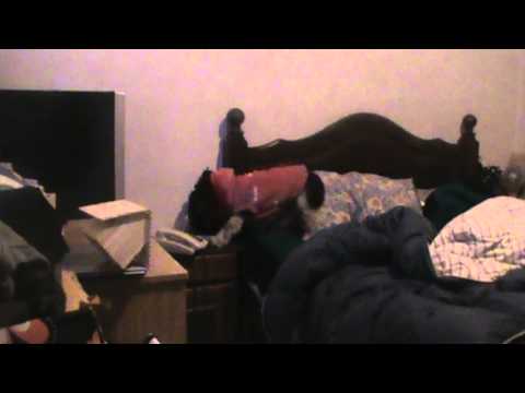 Perra atiende el teléfono