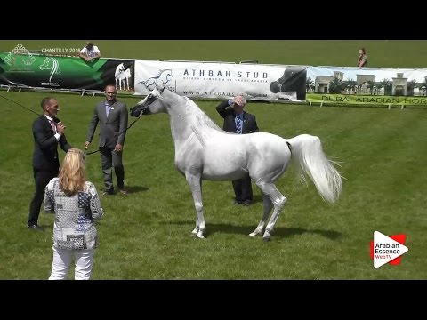 1st - N.73 WH YORK - Chantilly 2016 World Cup - Stallions 9+ years old (Class 10)
