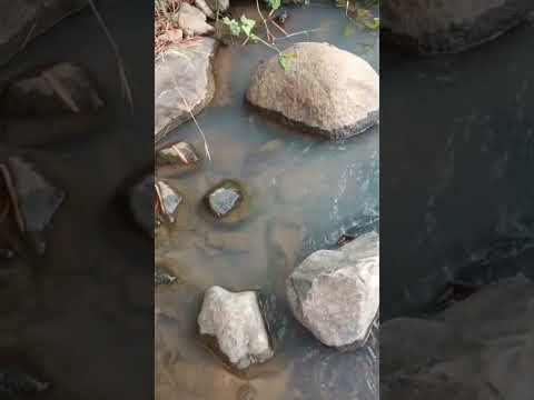 PROVINCIA BOLIVAR CANTÓN ECHEANDÍA 🚨 RIO BARRAGANETE ES CONTAMINADO POR DESECHOS TÓXICOS