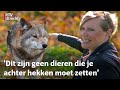 De hoog oplopende emoties rondom de wolf| RTV Utrecht