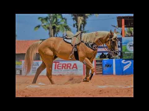 Arreio de Ouro e Buscapé - Reincidente