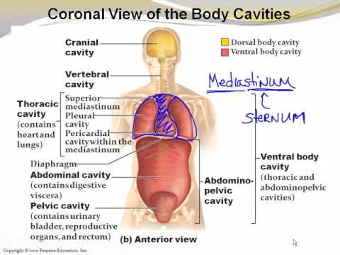 1_6 Body Cavities and Membranes