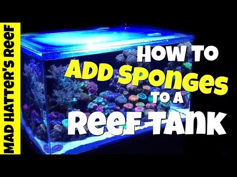 How to Add Sponges to a Reef Tank