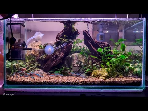 Aquascape Tema Natural dengan tanaman Bucephalandra dan Anubias