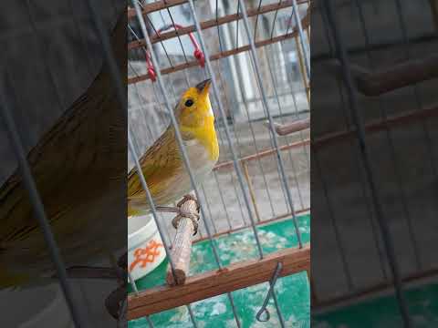 canario criollo basto cantando en la mano #aves #sicalisflaveola #canáriosdaterra #canariocantando