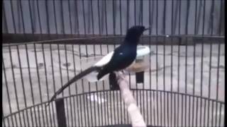 Download lagu MURAI BATU MEDAN TRIK MELATIH SUARA MERDU www stafaband co mp3 Download lagu MURAI BATU MEDAN TRIK MELATIH SUARA MERDU www stafaband co mp3