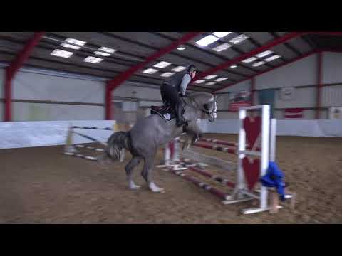 Cascadello - Capitol II, holsteiner, gelding * 2014 sold