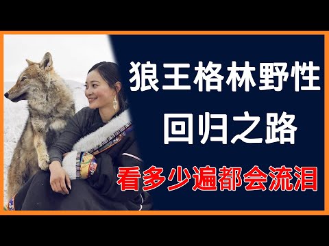狼王格林野性回归之路，再看多少遍都会忍不住流泪！ #纪实 #重返狼群 #动物 #狼王 #记录片 #狼群 #李微漪 #生命的意义