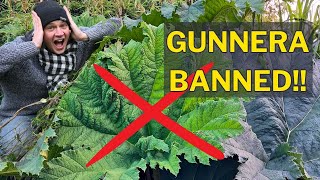 Gunnera Banned!  What this means for you as a gardener