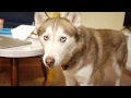 Laika The Husky Says Merry Christmas
