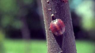 preview picture of video 'ants on a verical branch'