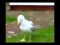Full version Techno seagulls pump it up 