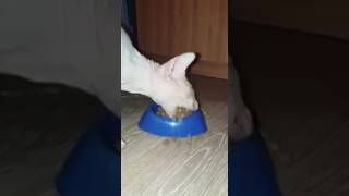 Смотреть онлайн Кот очень жадно есть еду