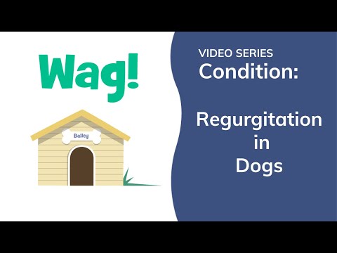 Regurgitation in Dogs | Wag!