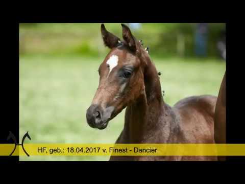 Fellini HF, *18.04.2017 von Finest – Dancier – Rotspon