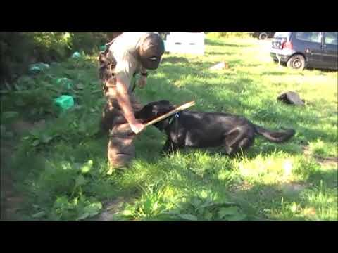 Ours du Glaive Noir 15 mois