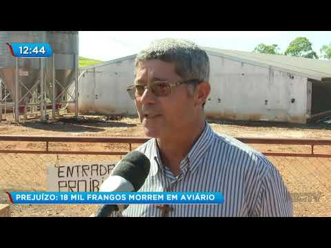 Falta de energia elétrica causa 18 mil mortes de frangos em aviário 