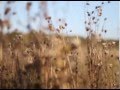Шым Каста - Романс для Анны (авторский клип) 