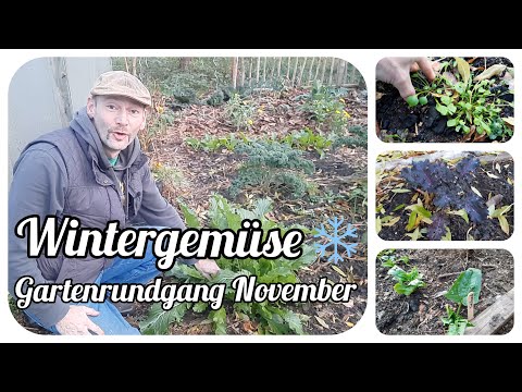 Wintergemüse, Gartenrundgang im November
