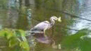 Birdstrike: Heron vs. Herring