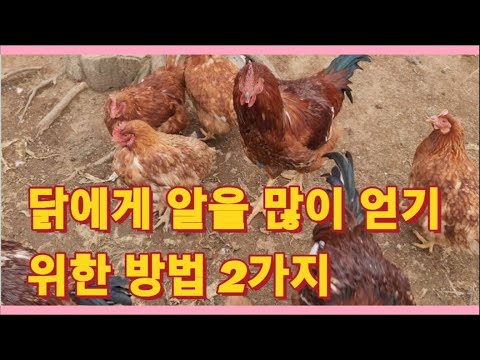 , title : '닭에게 알을 많이 얻기 위한 방법 2가지/how to get more eggs from chickens(농사의신)'
