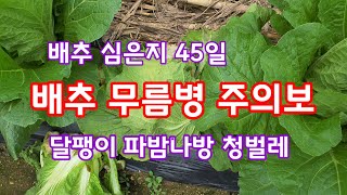 배추 심은지 45일 무름병 주의 방제 약제 [배추재배방법]