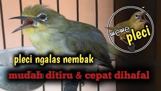 Download lagu masteran pleci ngalas nembak mudah ditiru & cepat dihafal mp3