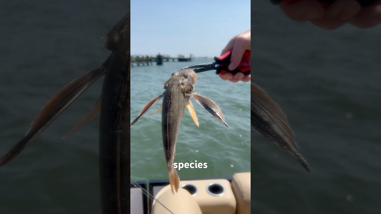 What species are we looking at here? #somethinginthewild #keepitwild