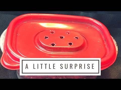 Carbon Only Bins + A Surprise Addition to The Series (#anc #enc #cocoonbin)