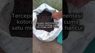 Download lagu The fastest way to ferment goat manure is just 1 week and it will be ready to be used as fertilizer. mp3