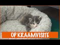 Britt op kraamvisite bij zwerfpoes met kittens | DierenpraatTV