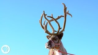 Why Reindeer and Their Cousins are Total Boneheads | Deep Look