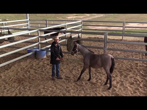 How To Handle Your Weaned Foal?