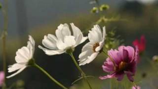 NAO　／　HY　　歌詞つき