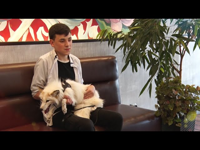 Праздник для детей от «Yoko»