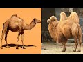 Comparing Dromedary and Bactrian Camels